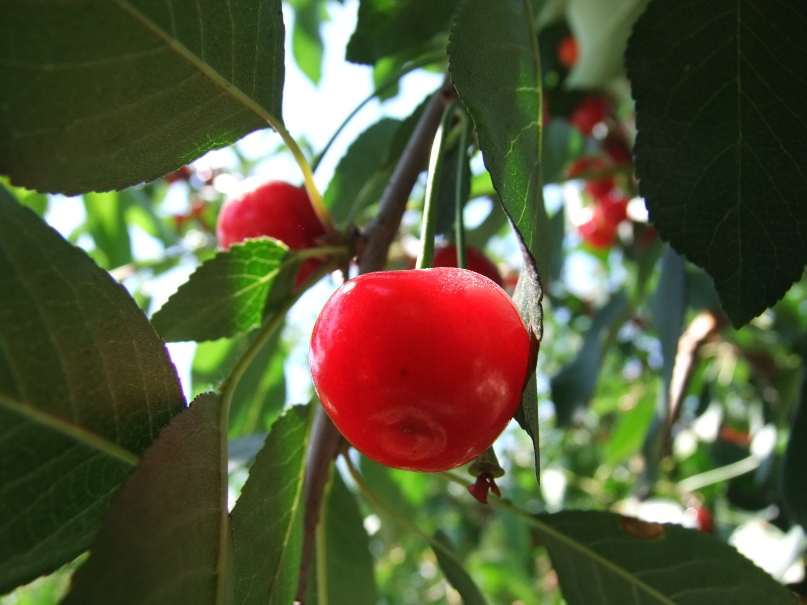 Первый летний понедельник принесет в Белгород умеренное тепло