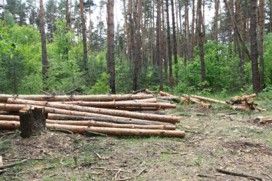За контрабанду ценных ресурсов осудят директора воронежской компании
