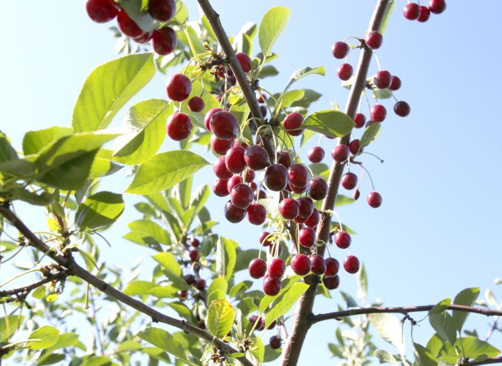 Мошенники обманули курянина, пытавшегося купить партию черешни