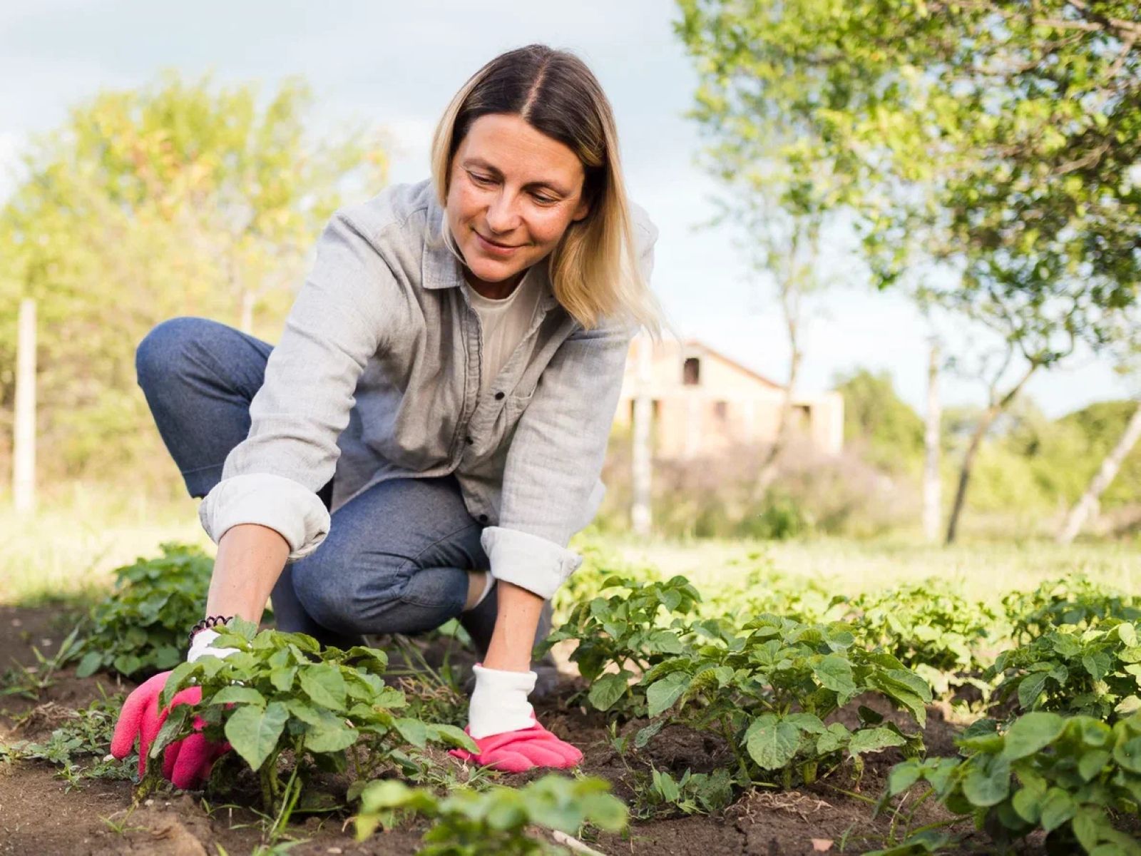 Чтобы завязи перца не сохли: сделайте это через 2 недели после высадки рассады — соберете щедрый урожай