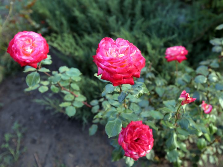 На Курск надвигается невыносимая жара