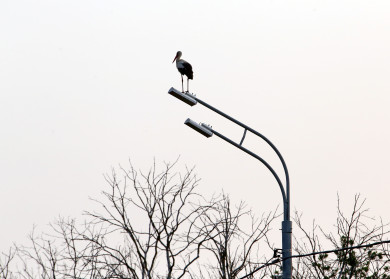 «Прилетели из зоны СВО, пугаясь выстрелов и взрывов»