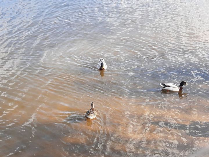Белгородцев ожидает самый жаркий день недели