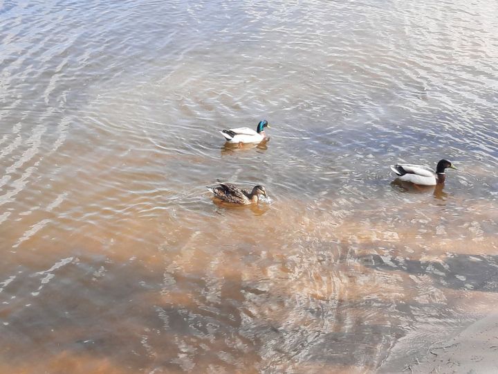 Короткая рабочая неделя принесет в Курск резкий перепад температур