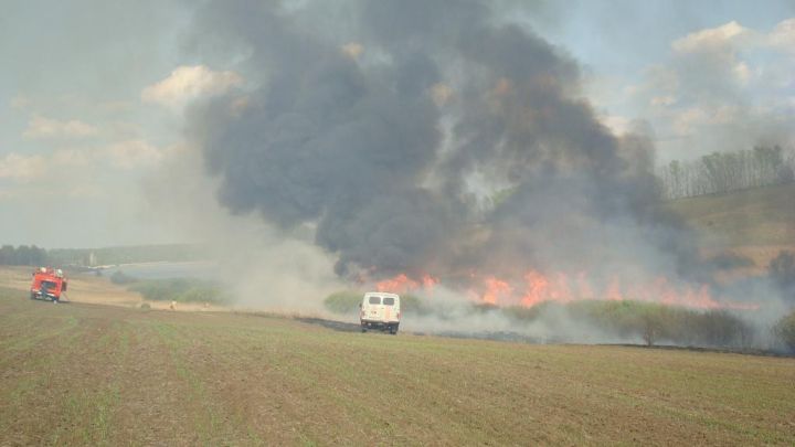 Поле пшеницы уничтожено в Воронежской области