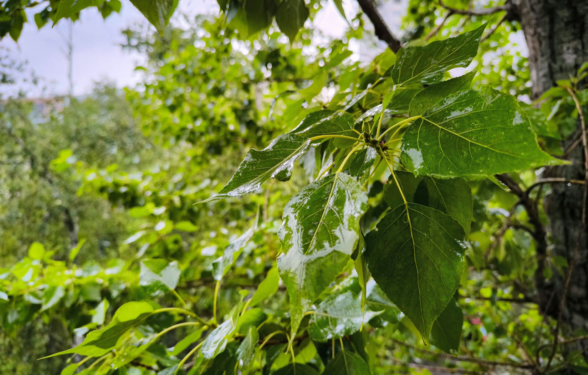 Курян ждет самый холодный день недели