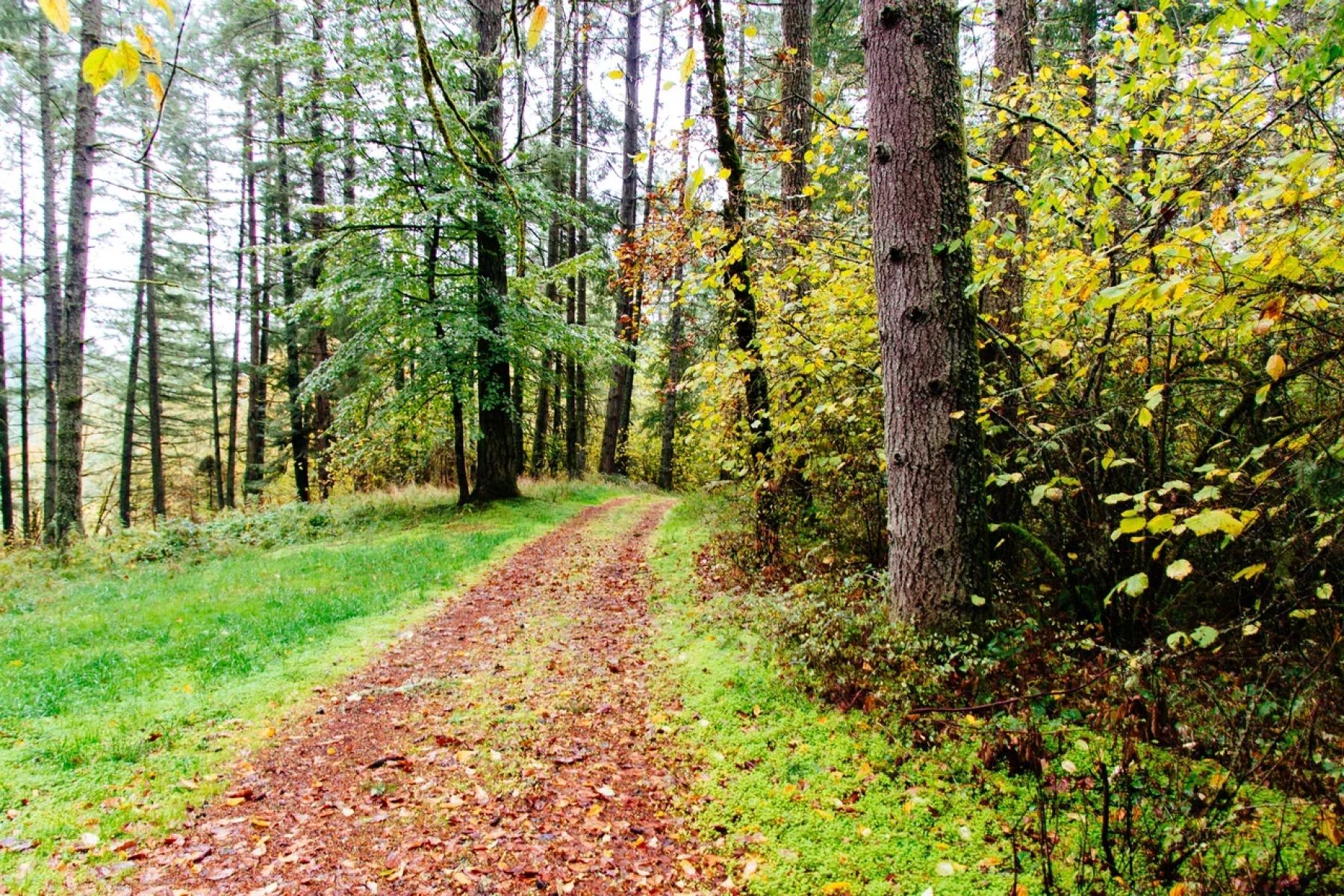 В лесах Курской области открылся сезон белых грибов и земляники