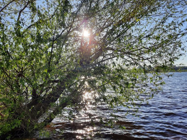 Ждать ли жары? Воронежцам рассказали о погоде на рабочей неделе