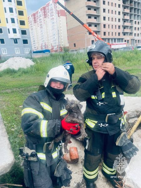 Курские пожарные спасли щенка из-под бетонной плиты