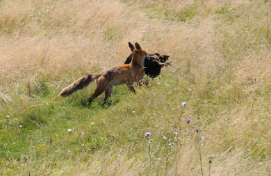 Дикие животные атаковали более 60 воронежцев 