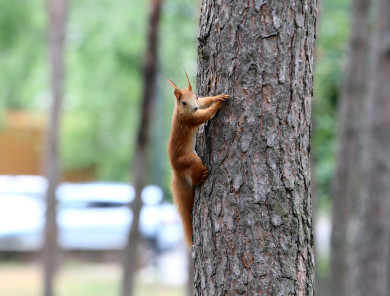 Прогноз погоды в Воронеже на вторник, 24 июня 
