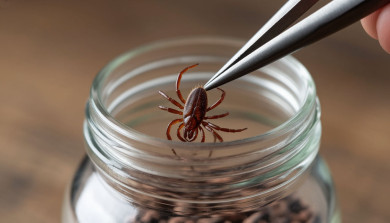 Опасные кровопийцы атаковали более 1,5 тысячи воронежцев 