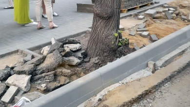 Почему в Воронеже при реконструкции дорог и тротуаров повреждают деревья