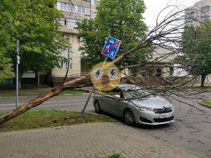 В Белгороде сильный ветер повалил дерево на машину