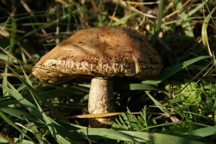 Ждёт ли воронежцев богатый урожай грибов из-за обильных дождей