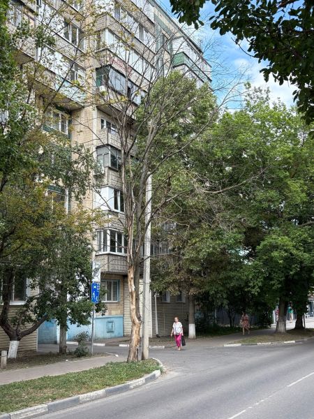Белгородцы требуют провести ревизию сухих деревьев и избавиться от них