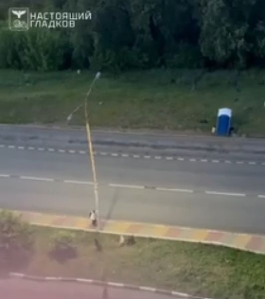 В спальном районе Белгорода стая собак погналась за ребенком
