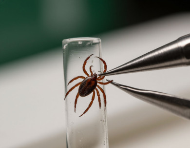 Число покусанных клещами воронежцев превысило 1 680 человек