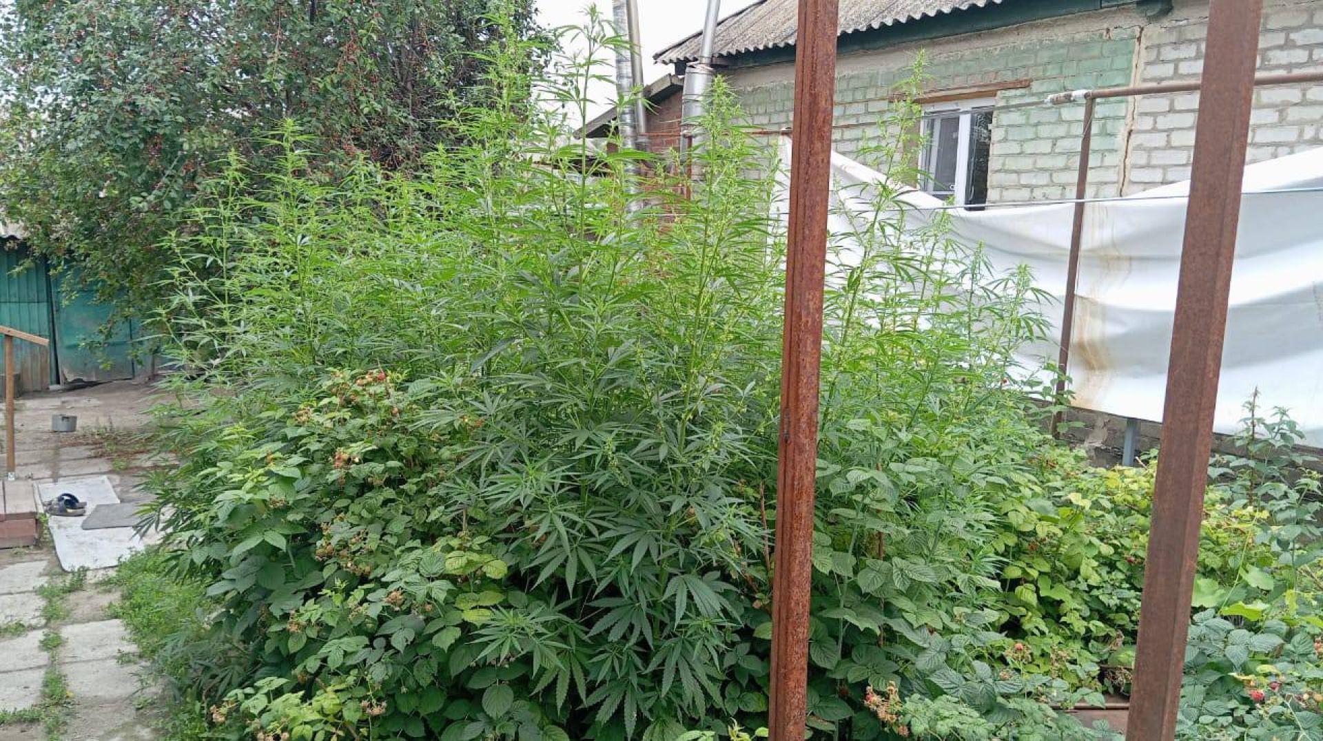40 кустов конопли вырастил заботливый агроном из&nbsp;Воронежской области
