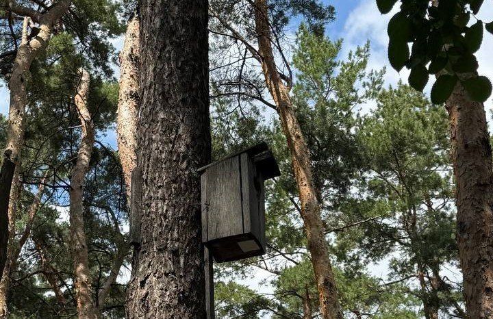 Демидов распорядился снести скворечники в Центральном парке Белгорода