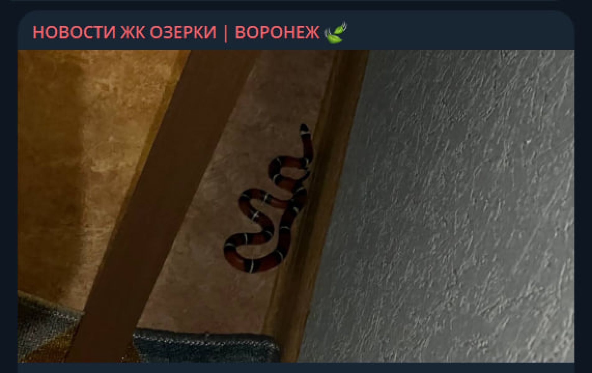 Экзотический гость в квартире и увольнение министра. Главные новости Воронежа и области за 8 июля