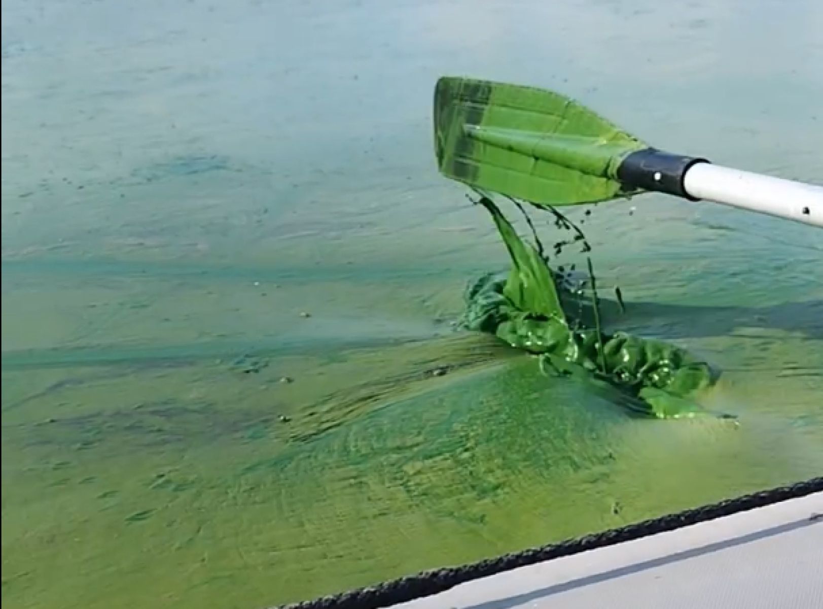 Экологи проверили воду Воронежского водохранилища, покрывшегося зелёной тиной