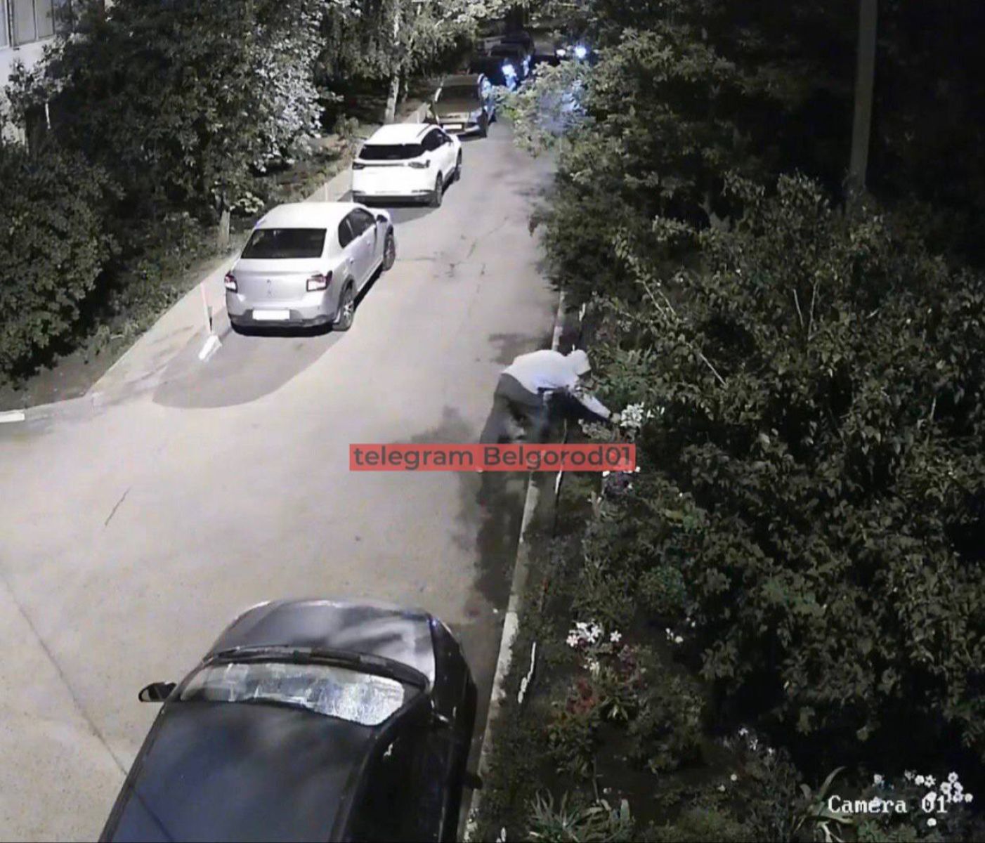 В Белгороде по ночам разоряют цветники