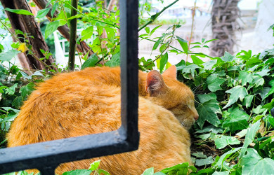 Прогноз погоды в Воронеже на вторник, 15 июля