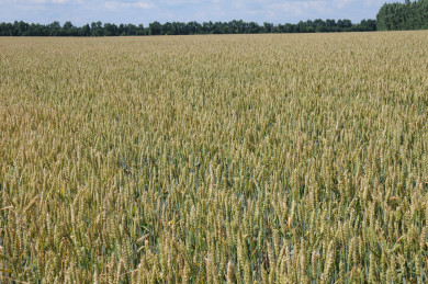 Воронежский фермер рассчитается урожаем за долг в 6,7 млн рублей