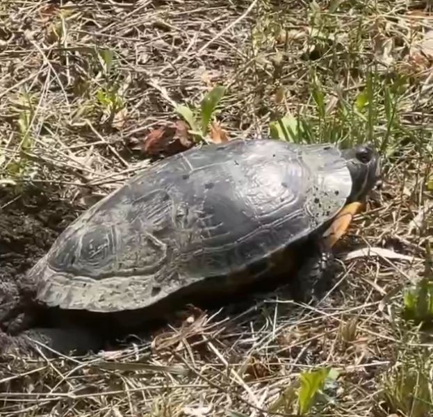 В центре Белгорода появится семейство черепах