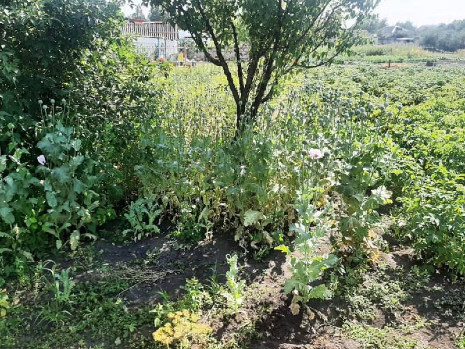 В Белгородской области обнаружили внушительные плантации конопли и мака