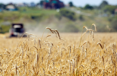 Режим ЧС из-за заморозков отменили в Воронежской области