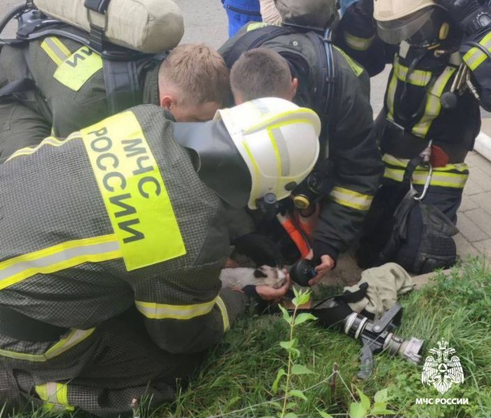В Белгородской области раскрыли причину пожара, который чуть не унес жизнь кота