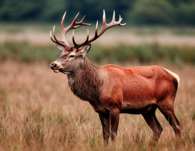 Охоту на диких животных ограничат в Воронежской области
