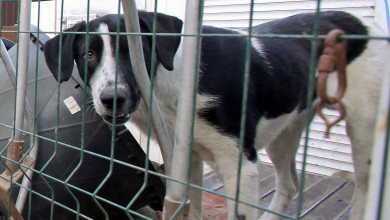 Великое переселение. Как 2 000 собак вывозили из воронежского приюта