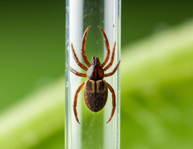 О новой опасности от клещей предупредили воронежцев
