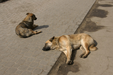 Следователи разберутся в случае с нападением бездомной собаки на воронежанку 