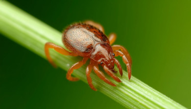 Опасные кровопийцы атаковали более двух тысяч воронежцев