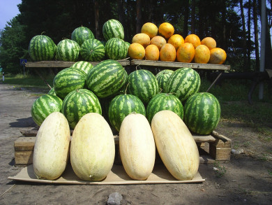 Более трёх тонн опасных дынь и арбузов запретили продавать в Воронежской области
