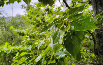 Когда закончится дождь в Воронеже