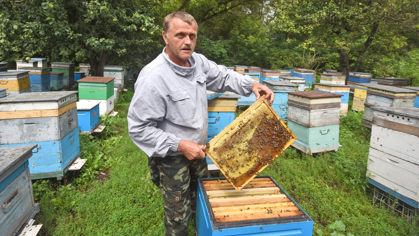 Зачем воронежский пчеловод разводит немцев