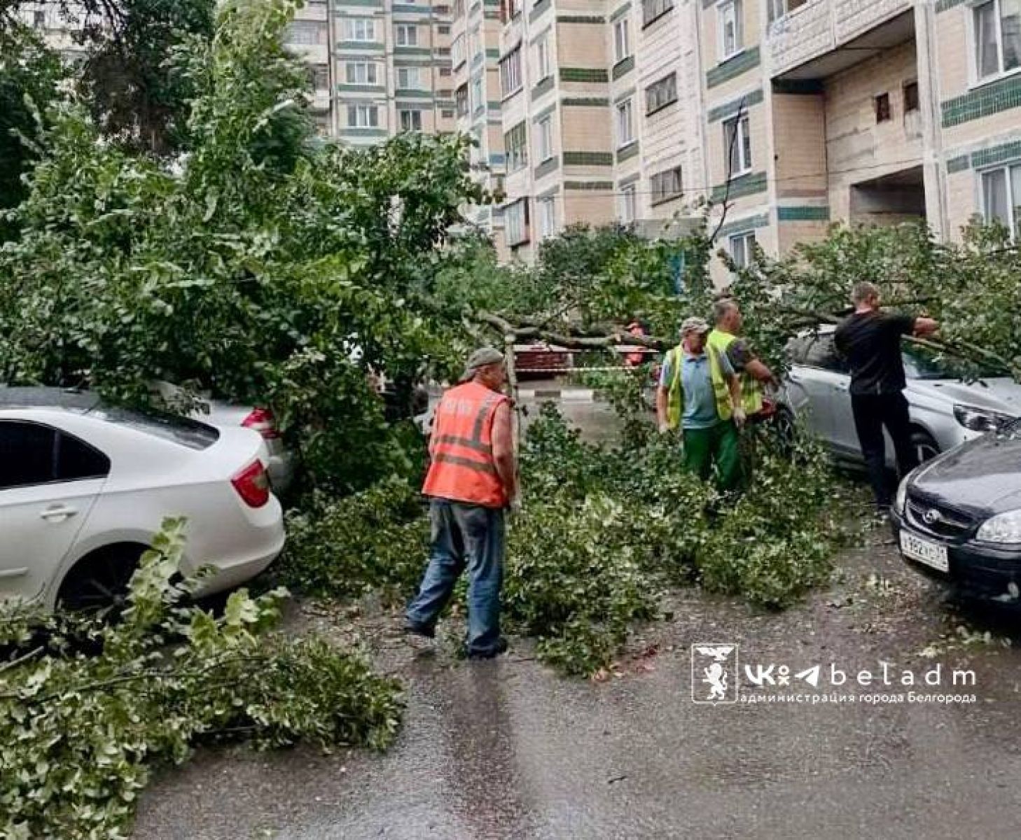 В Белгороде упавшее дерево накрыло припаркованные автомобили