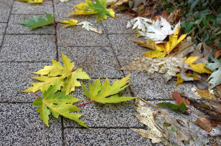 Осенняя погода придёт в Воронежскую область 