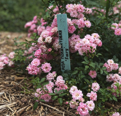 Прогноз погоды в Воронеже на четверг, 14 августа