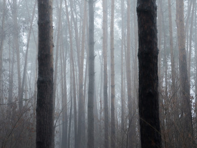 Пятеро детей пропали в Воронежской области 