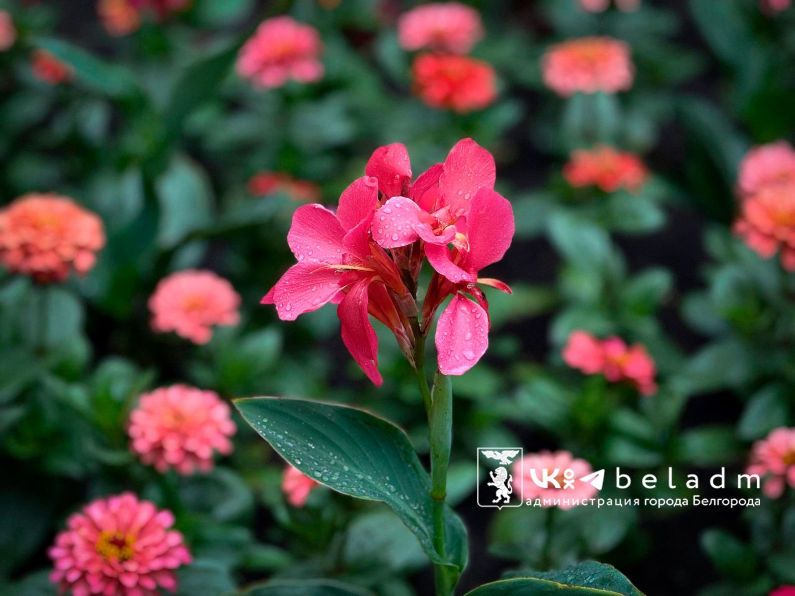 18 августа синоптики пугают белгородцев дождями