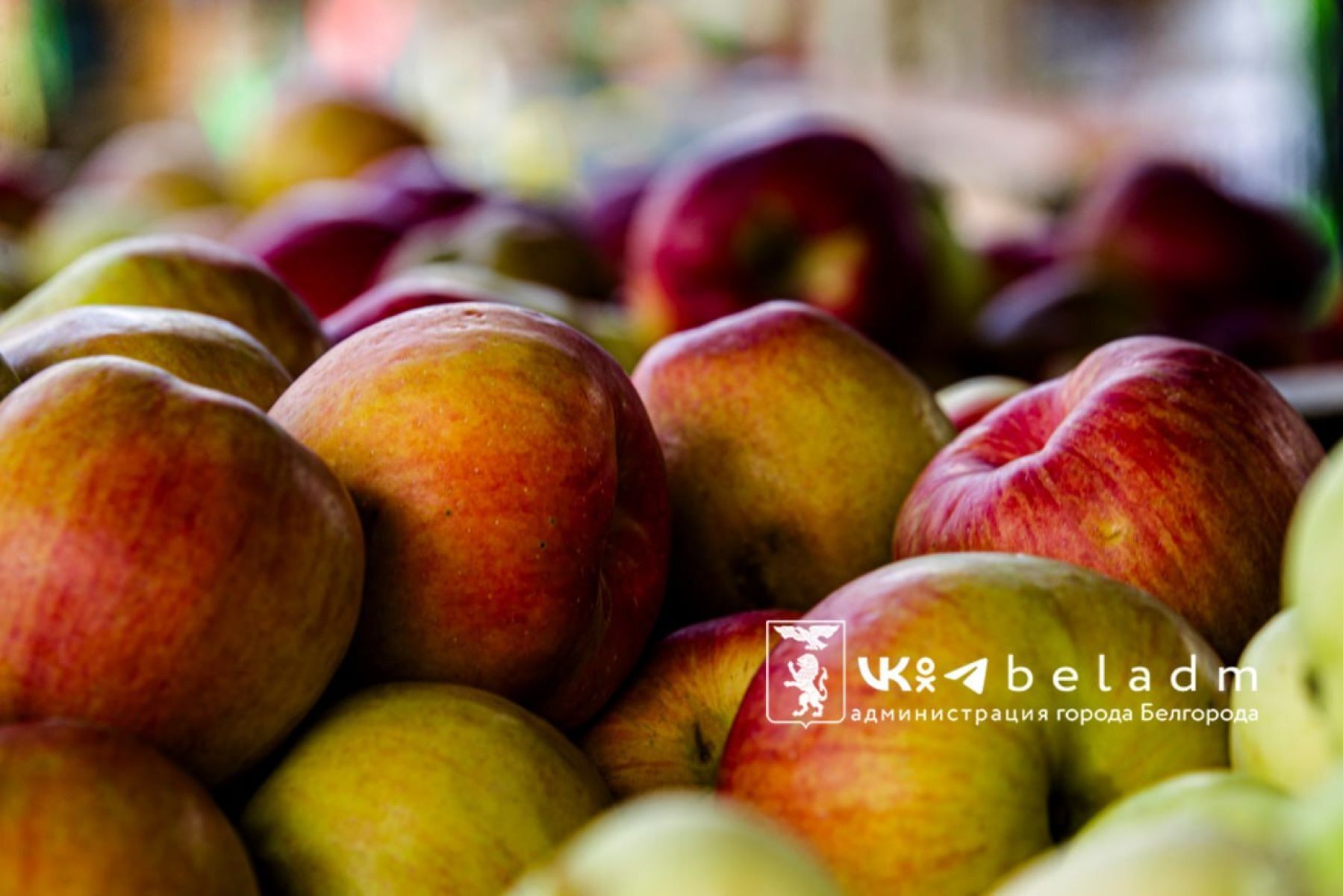 На Яблочный Спас белгородцев будет радовать солнце