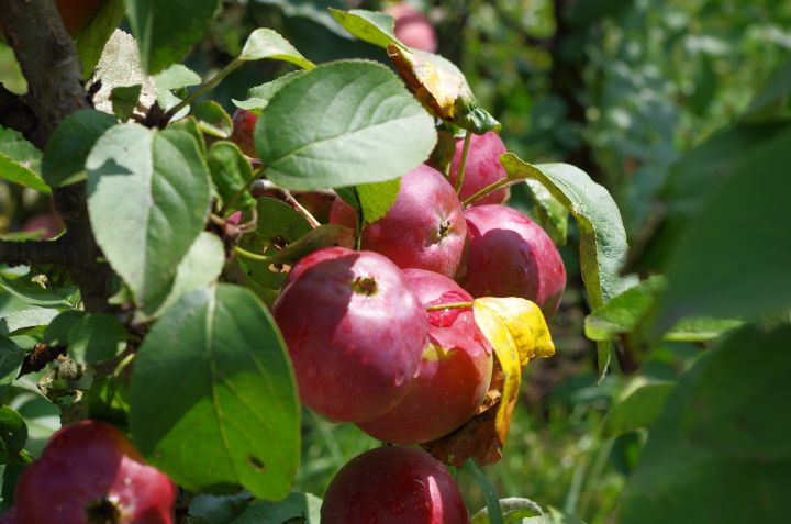 Яблочный Спас и Преображение Господне: что категорически нельзя делать в день праздника