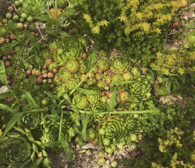 Прогноз погоды в Воронеже на среду, 20 августа