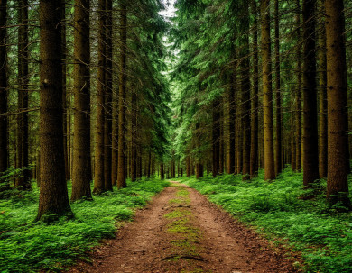 Подозрительных людей задержали в лесу под Воронежем